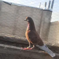کبوتر  درجه۱