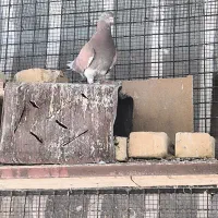 کفتر|پرنده|شیراز, دکتر حسابی|دیوار