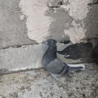 کبوتر دم سفید|پرنده|حمیدیا, |دیوار