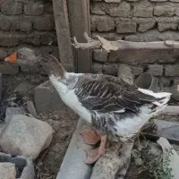 غاز بالغ ماده سر حال و سالم