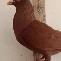 ۵ عدد سرخ پرشی کاکل زدو خوردی  یه بدون کاکل پلاکی