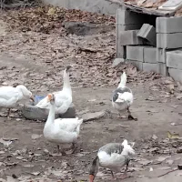 مرغ  وغاز محلی جوجه گلین لری وتخم نطفه دار