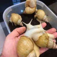 آموزش پرورش حلزون به صورت تخصصی