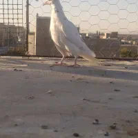 سه عدد کبوتر گرفتنی نر|پرنده|اقبالیه, |دیوار