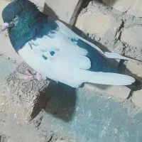 کبوتر رنگی|پرنده|اهواز, گلدشت|دیوار