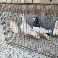 کفتر