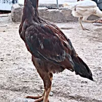 لاری|حیوانات مزرعه|تربت جام, المهدی|دیوار