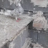 کبوتر دم سفید|پرنده|شوشتر, |دیوار