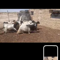 فروش 13 راس بز