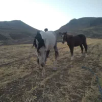 فروش اسب قیمت مناسب