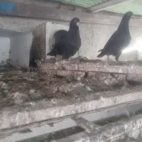 یک جفت مفلق پلاکی