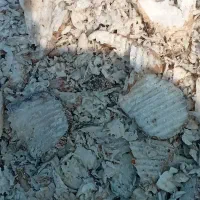 تفاله چغندر قند دامی