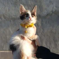 واگذاری گربه فوری