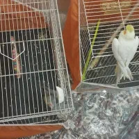 عروس هلندی نر