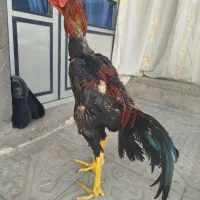 خروس لاری