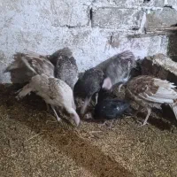 نیمچه بوقلمون برای نگهداری|حیوانات مزرعه|اردبیل, |دیوار