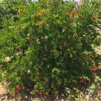 فروش باغ و زمین کشاورزی سند تک برگ