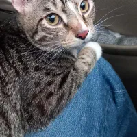 واگذاری فوری گربه