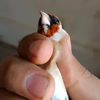 سهره چونه سفید