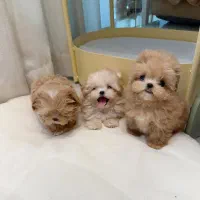 سگ جیبی|سگ|تهران, جنتآباد مرکزی|دیوار