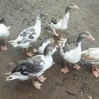 فروش غاز اردک