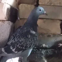 جوجه کبوتر پلاکی