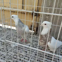 طوقی|پرنده|بندر دیر, |دیوار