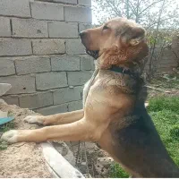 سلام سگ پژدر  ۱۷ ماهه