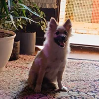 سگ پامرانیان خرسی۴ماهه|سگ|سیرجان, |دیوار