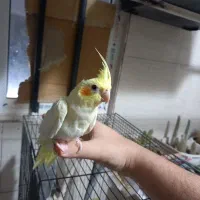 جوجه عروس هلندی