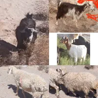 بز و گوسفند گمشده