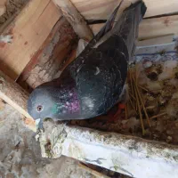 کبوتر پلاکی عراقی مسافتی