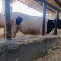 گوساله