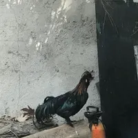 خروس سیاه