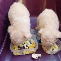 واگذاری توله سگ ۲ماهه