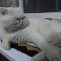 گربه اسکاتیش شناسنامه دار