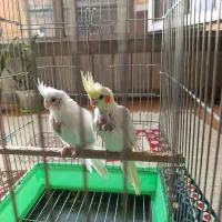 فروش یا معاوضه جوجه عروس هلندی