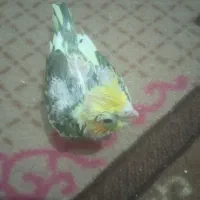 سه عدد جوجه عروس هلندی|پرنده|پاکدشت, پاکدشت (مامازند)|دیوار