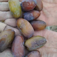 خرما|خوردنی و آشامیدنی|بافق, |دیوار