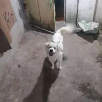 سگ خانگی تربیت شوده