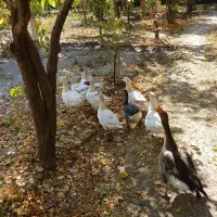 غاز محلی ارگانیک|حیوانات مزرعه|شیراز, کرونی(خاتونک)|دیوار