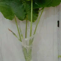 گل زینتی با کیفیت