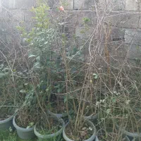 تولید انواع گلهای بیرونی و مرکبات