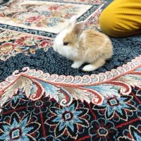 حیوان خانگی