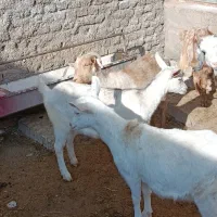 فروش بز سانن و بزغاله ماده|حیوانات مزرعه|سبزوار, ابارش|دیوار