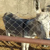 الاغ فروشی|حیوانات مزرعه|آران و بیدگل, |دیوار