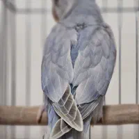 Nariman. Paroot|پرنده|کازرون, |دیوار