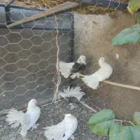 4عدم چتری آمریکای 2عدد دم قاشقی