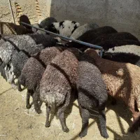 بره نروماده شیرمَست فروشی