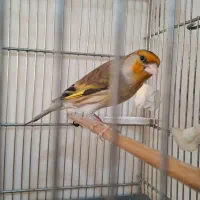 سهره نر سهره قناری ماده قناری گلبسر سهره ماده